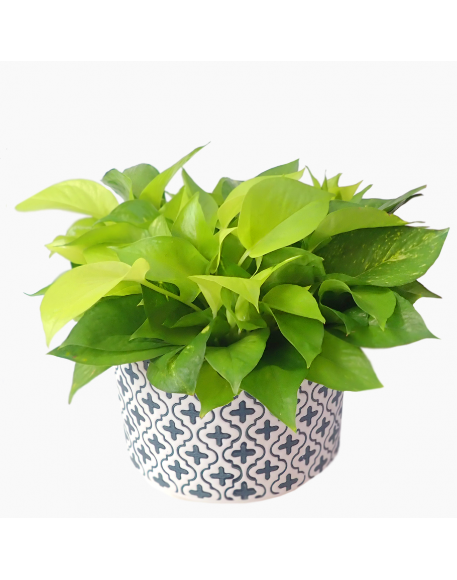 Adelaide Shallow Ceramic Pot